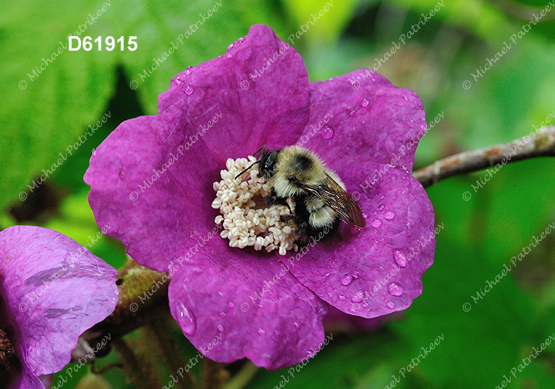 Half-black Bumble Bee (Bombus vagans)